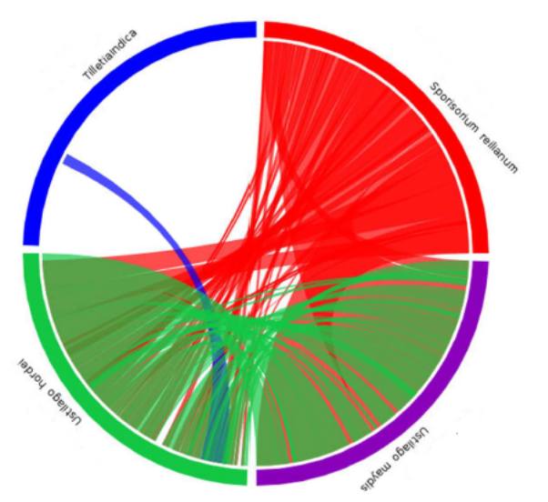 Synteny analysis of T. indica genome with other smut fungi, U. maydis, U. hordei and S. reilianum.