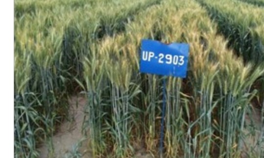 UP 2903