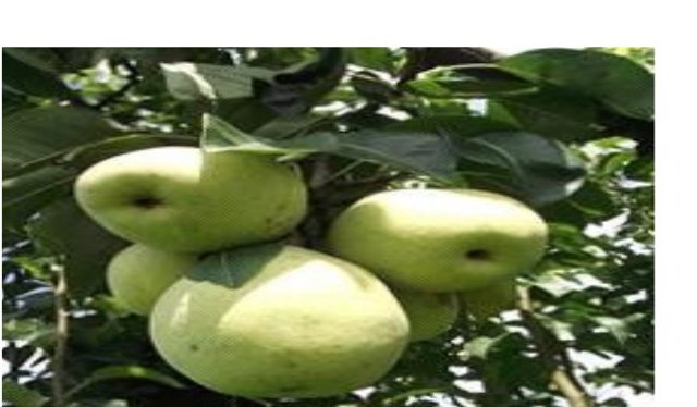 Pant Pear 3